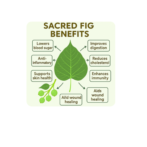 Sacred Fig Benefits Sacred Fig Benefits